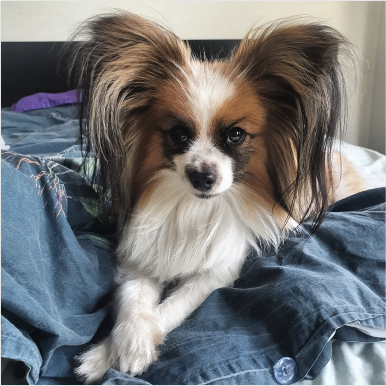 Papillons